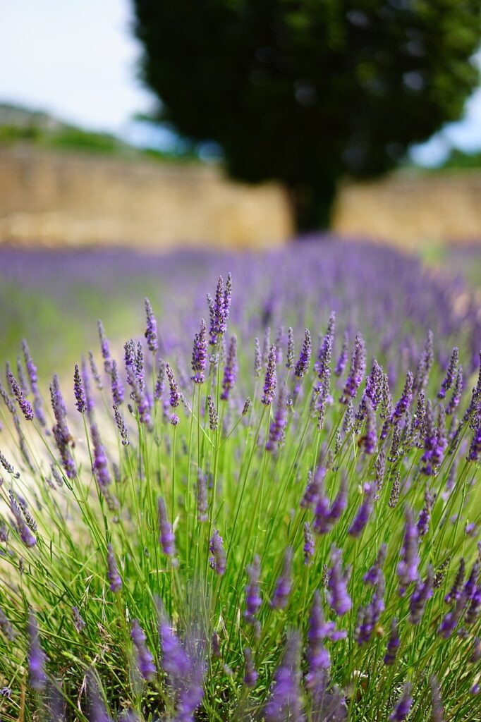 lavender, flower, blossoms